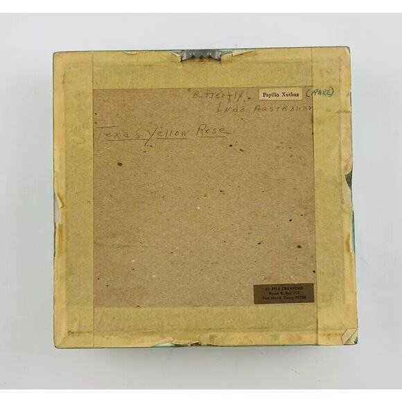 JAPANESE BUTTERFLY PAPILIO XUTHUS FRAMED DRIED TEXAS YELLOW ROSE Flower Framed - Picture 2 of 16